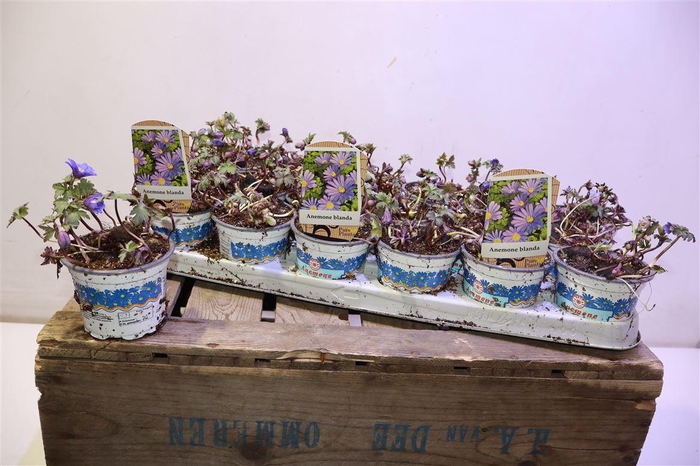 <h4>Anem Bl Blue Shades</h4>