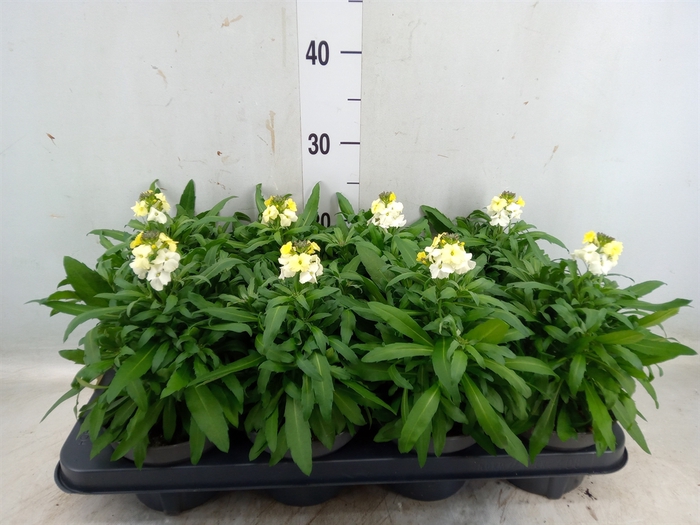 <h4>Erysimum  'Leya White'</h4>