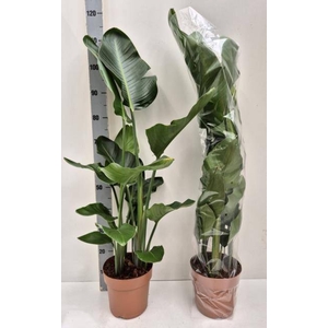 STRELITZIA NICOLAI