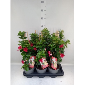 Mandevilla am. 'Sundav Red'