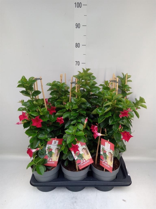 <h4>Mandevilla am. 'Sundav Red'</h4>