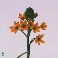 Ornit Db Royal Crown