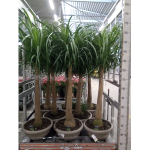Beaucarnea recurvata