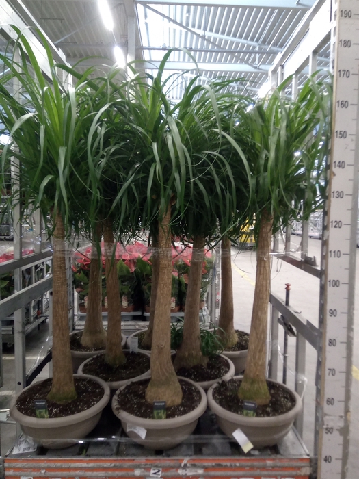 <h4>Beaucarnea recurvata</h4>