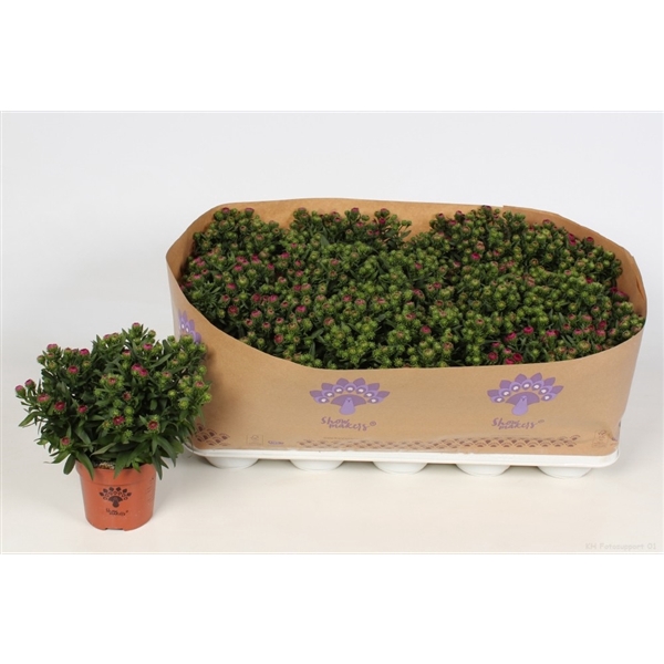 <h4>Aster Showmakers Magenta</h4>