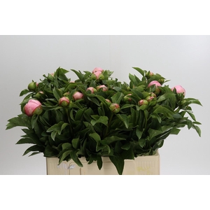 Paeonia Soft Salmon Saucer
