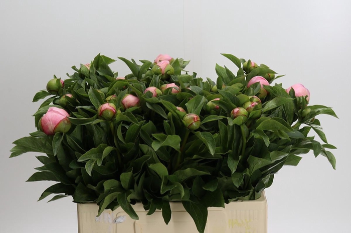 <h4>Paeonia Soft Salmon Saucer</h4>