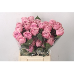 R Gr Ec Peonikiss