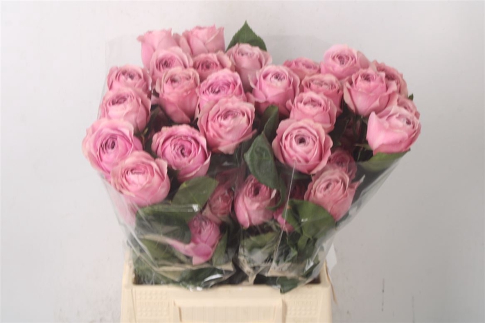 <h4>R Gr Ec Peonikiss</h4>