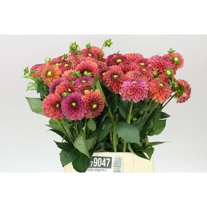 Dahlia Orange Fox