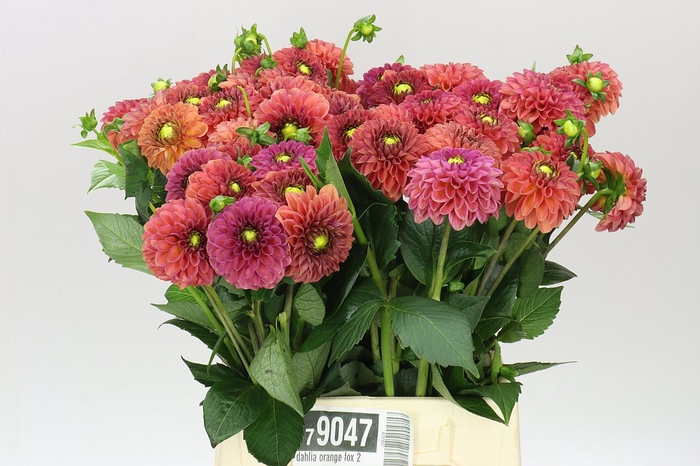 <h4>Dahlia Orange Fox</h4>