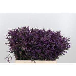 Lim Safora Dark Blue