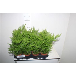 Pteris Straminea