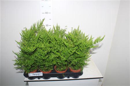 <h4>Pteris Straminea</h4>