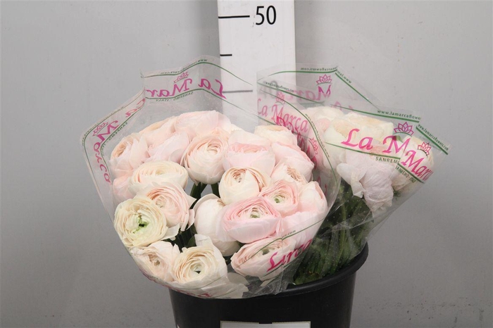 <h4>Ran Cl Su Hanoi Ex</h4>