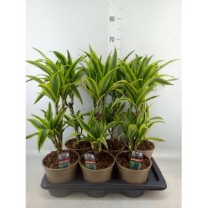 Dracaena fr de 'LemonLime'