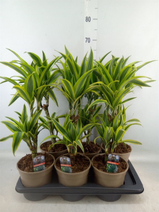 <h4>Dracaena fr de 'LemonLime'</h4>