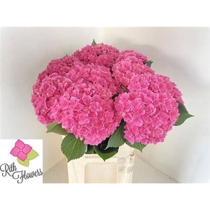 Hyd Majestic Pink