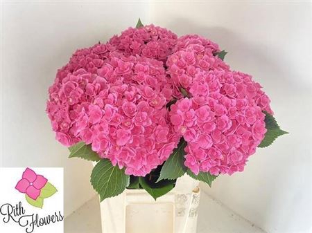 <h4>Hyd Majestic Pink</h4>