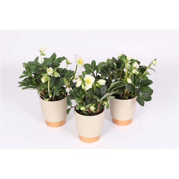 <h4>Helleborus n. Christmas Carol in elegance mat keramiek</h4>