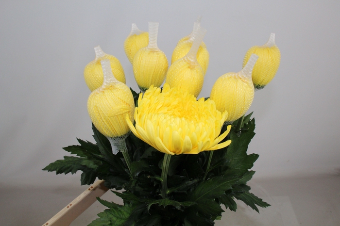 <h4>Chr G Eldorado</h4>