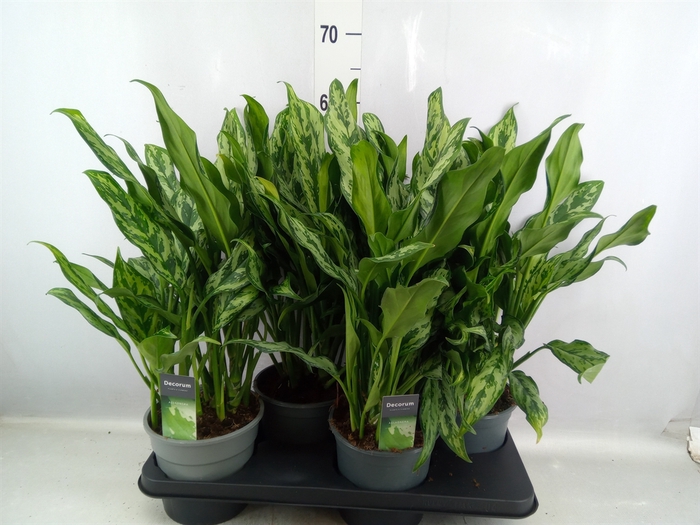 <h4>Aglaonema   ...</h4>