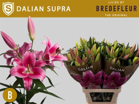 <h4>Li Ot Dalian Supra</h4>