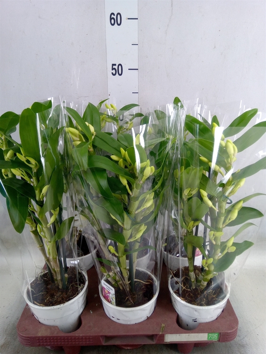 <h4>Dendrobium nob. 'StarCla Apollon'</h4>