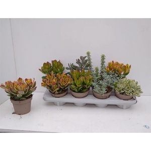 Crassula Mixed 12Ø 22cm