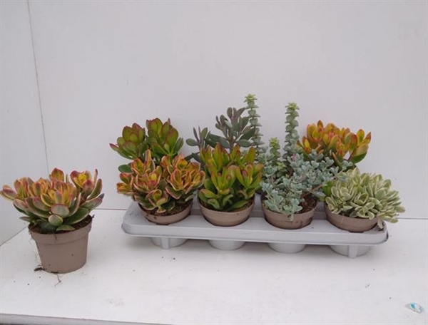 Crassula Mixed 12Ø 22cm