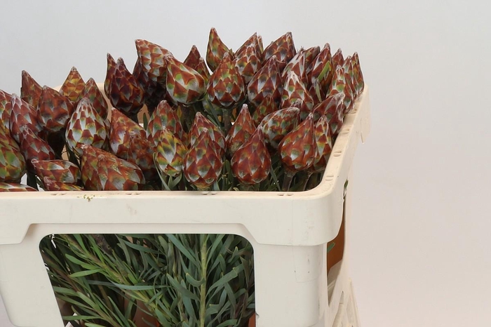 <h4>Kaaps Groen Plumosum Rubrum</h4>