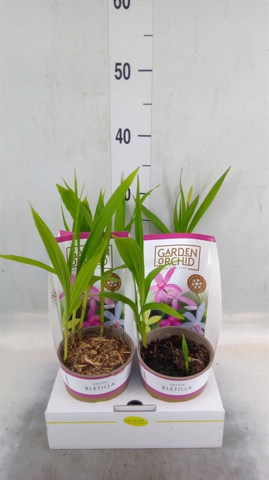 <h4>Bletilla   ...</h4>