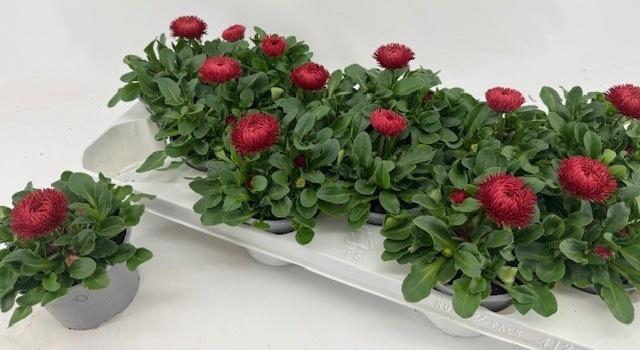 <h4>BELLIS P GR ROG RED</h4>