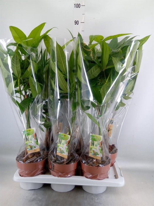 <h4>Pachira aquatica</h4>