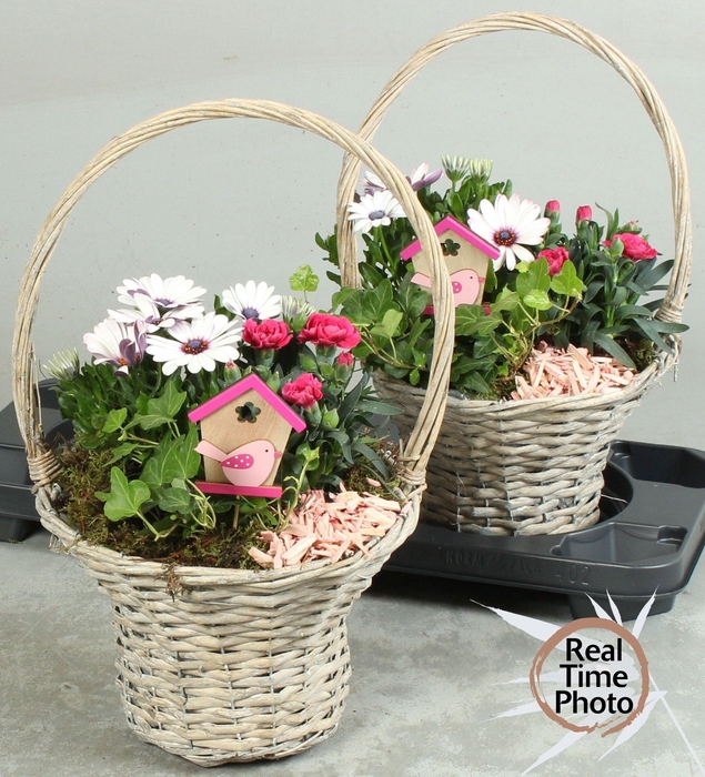 <h4>ARR TUINPLANTEN</h4>