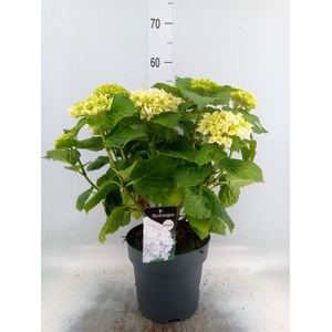 Hydrangea mac. 'Crystal Palace'