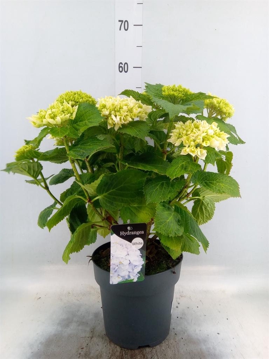 <h4>Hydrangea mac. 'Crystal Palace'</h4>