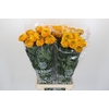 Tagetes Marigold Promise Orange