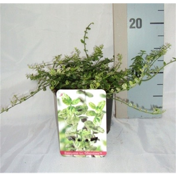 <h4>Euonymus fortunei 'Silverstone'</h4>