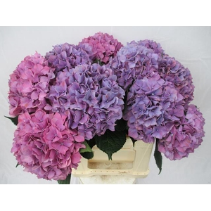 HYDR M PURPLE HAZE