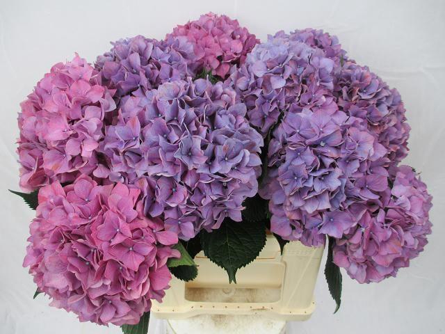 <h4>HYDR M PURPLE HAZE</h4>