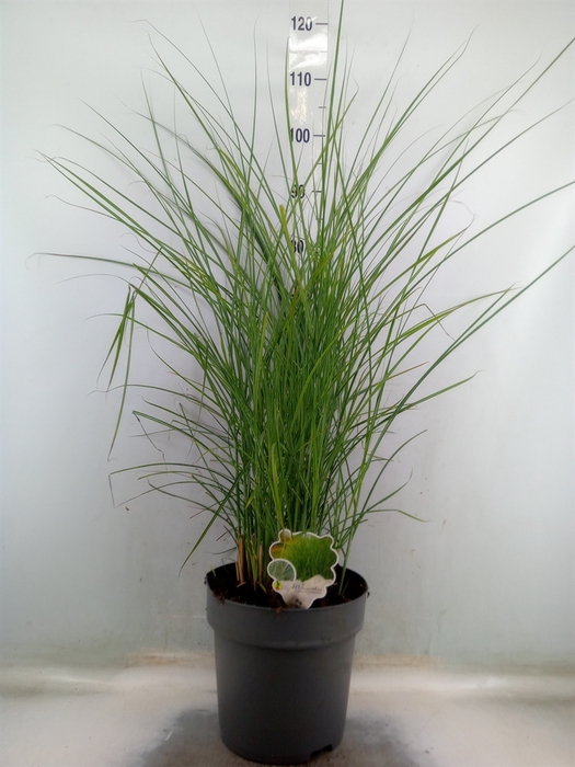 <h4>Miscanthus sin. 'Gracillimus'</h4>