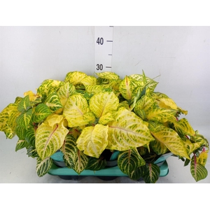 Iresine herbstii 'Rich Goldstar'