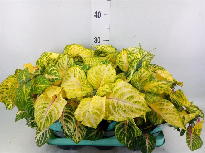 <h4>Iresine herbstii 'Rich Goldstar'</h4>