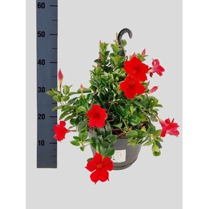 MANDE SUN VELVET RED