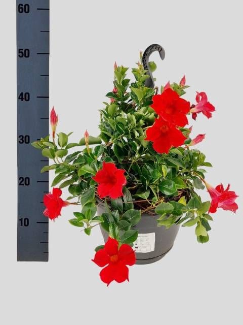 <h4>MANDE SUN VELVET RED</h4>
