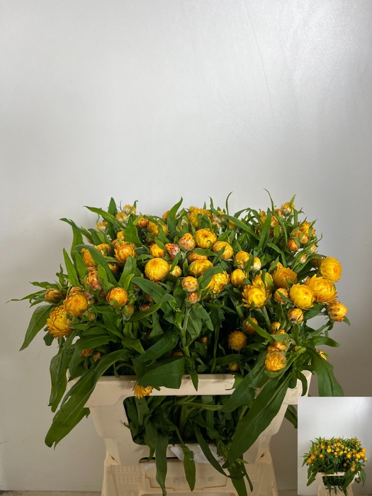 <h4>HELICHRYSUM OV</h4>