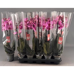 PHAL OV ROZE
