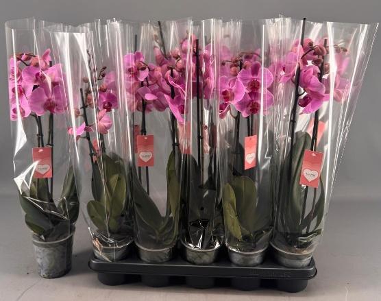 <h4>PHAL OV ROZE</h4>