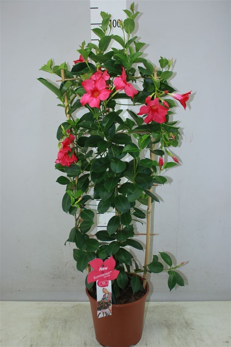 <h4>Mandevilla Sun Pink Op Rek</h4>